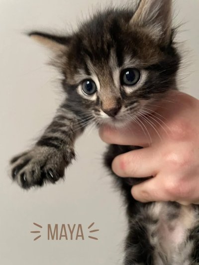 Maya