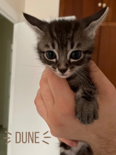 Duna