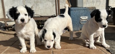 Cachorros