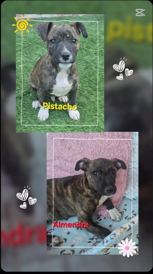 Pistacho y Almendra